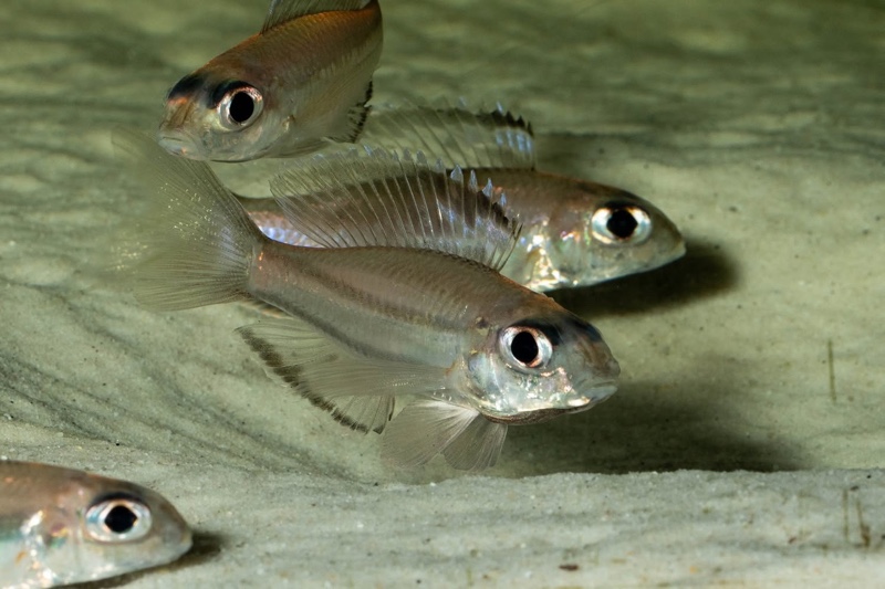 Trematocara marginatum 'Kigoma area'